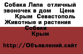 Собака Лапа- отличный звоночек в дом) › Цена ­ 1 - Крым, Севастополь Животные и растения » Собаки   . Крым